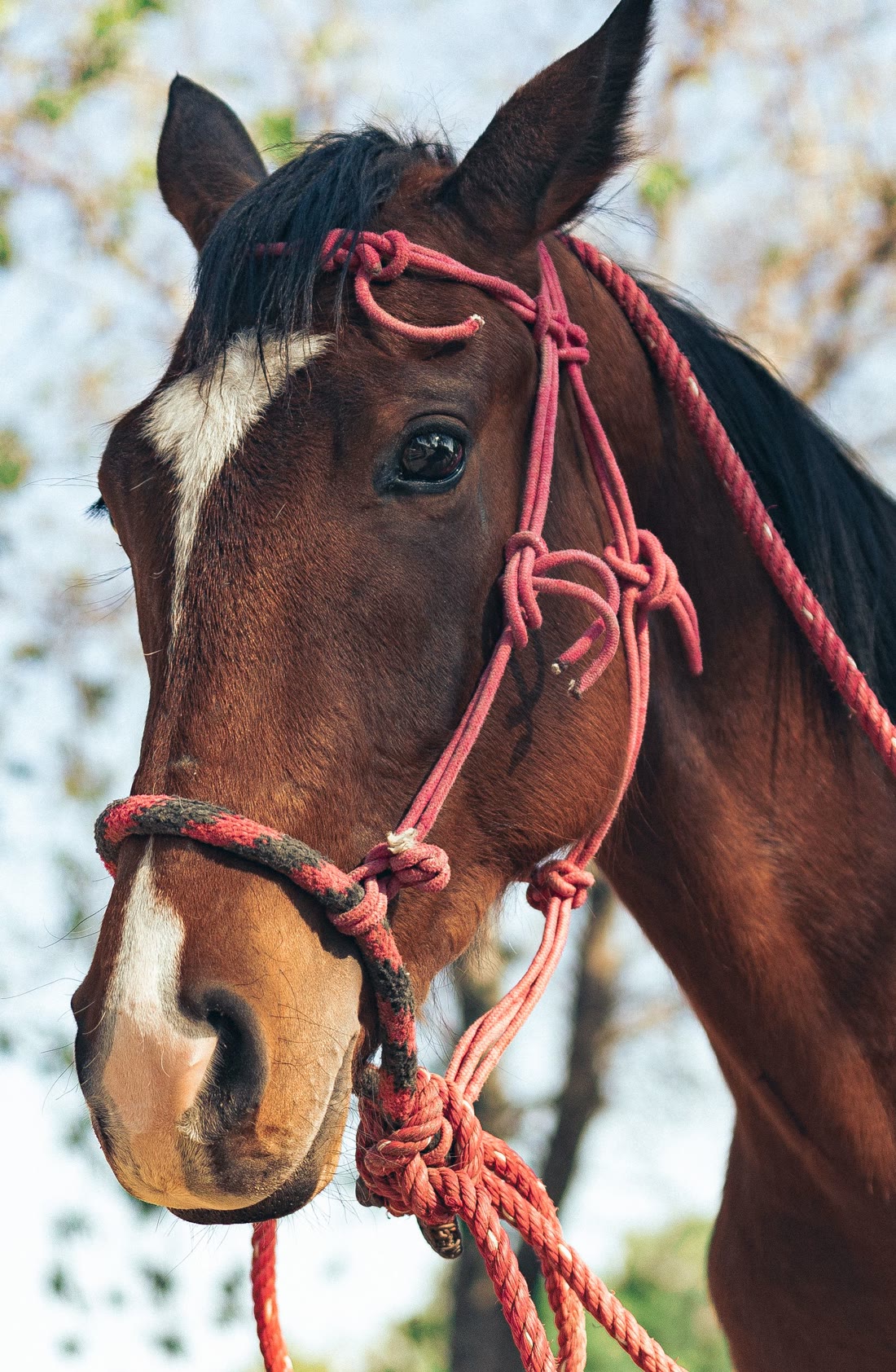 Primo piano di un cavallo baio con capezza in corda rossa