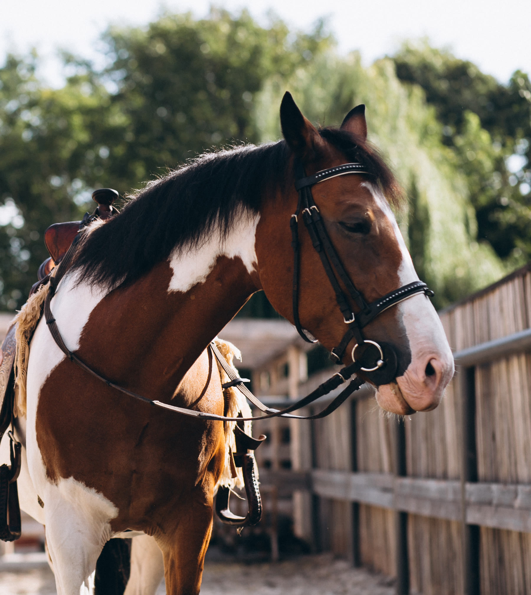 Cavallo pezzato sellato accanto a una staccionata in legno