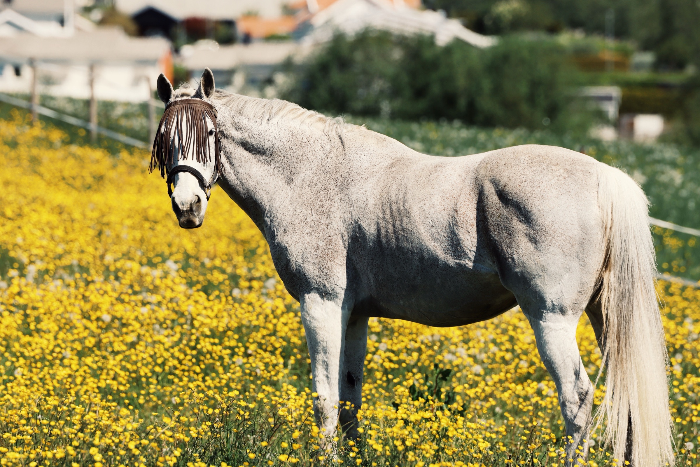 Cavallo grigio con maschera antimosche in un prato di fiori gialli