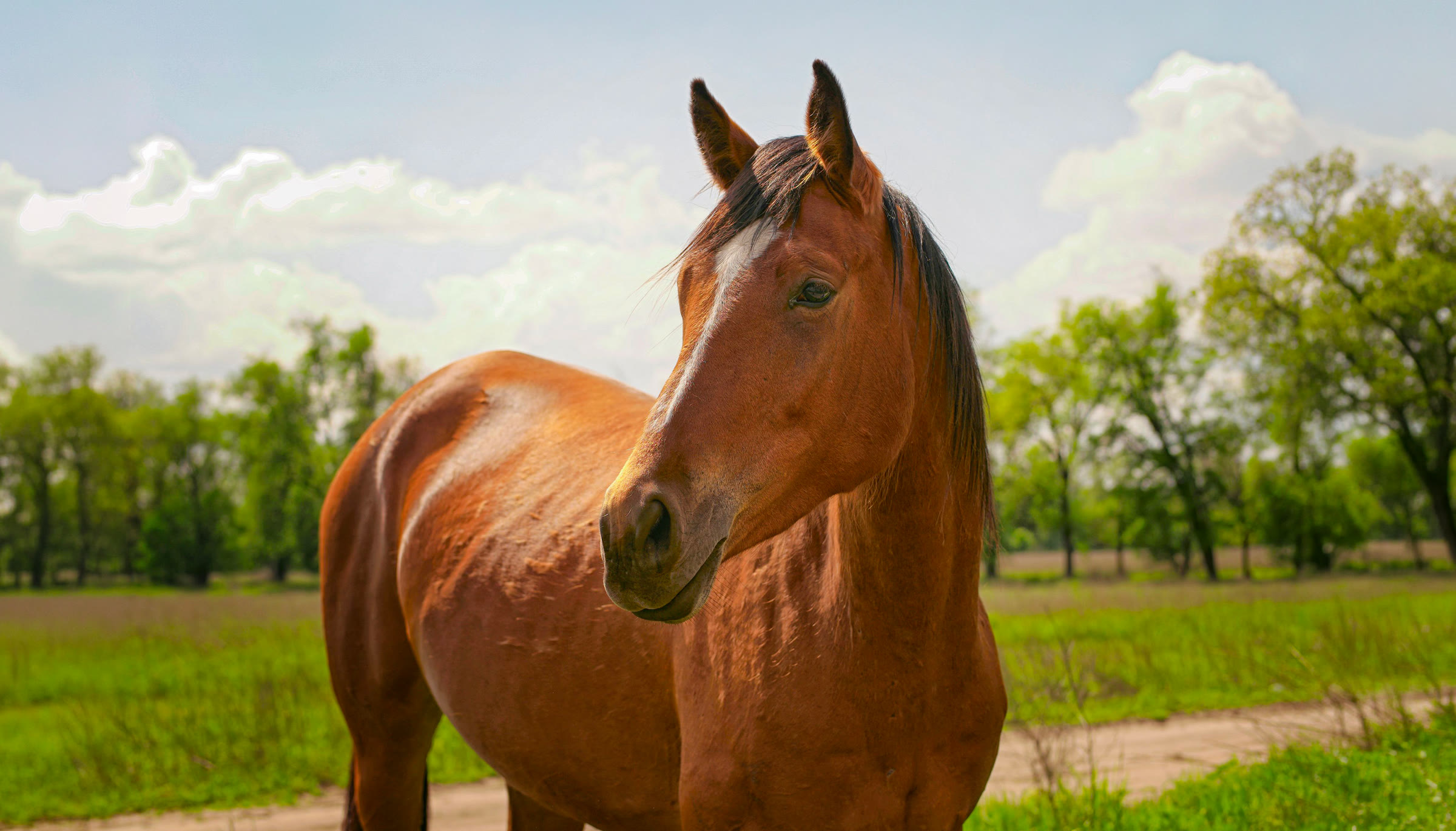 Cavallo sauro in un prato con alberi sullo sfondo