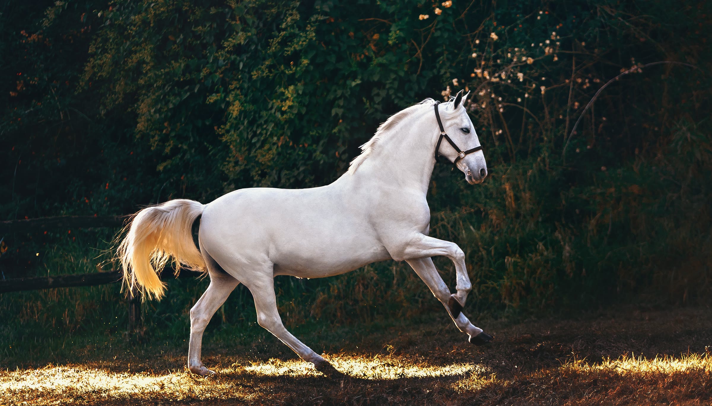 Cavallo bianco al trotto in un recinto al tramonto
