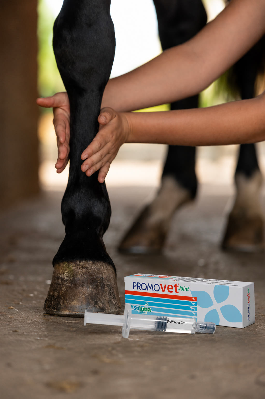 Mani che palpano l'arto di un cavallo accanto alla confezione e alla siringa di PROMOVET JOINT
